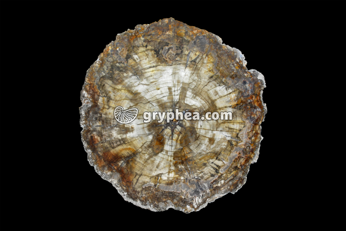 Tronc Araucaria silicifié CT 225 MA - gryphea.com